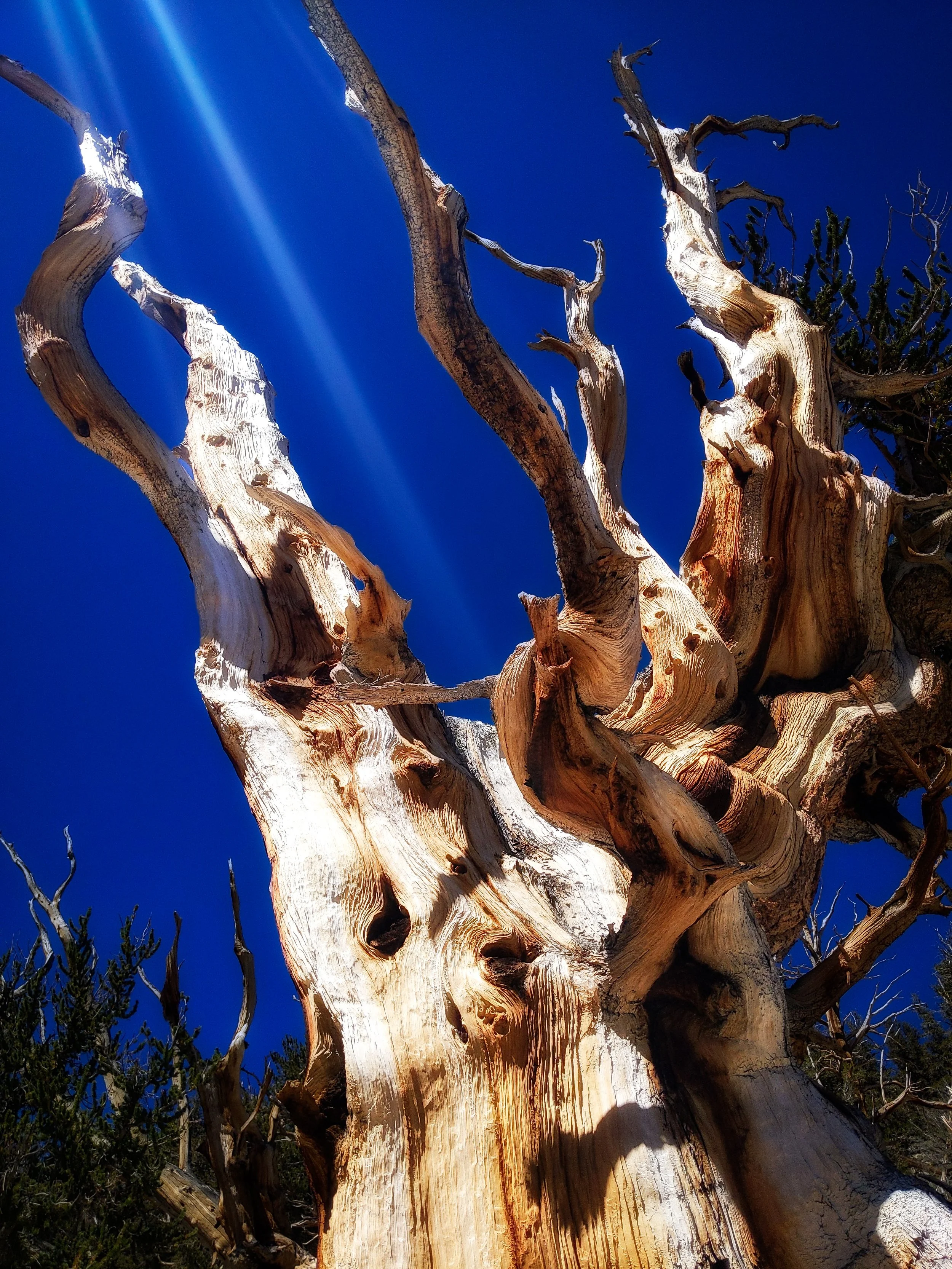 New Adventures Are Here! <br/> -Ancient Bristlecone Photo Workshop, <br/> -Off-Road Training in YOUR OWN CAR, <br/> -Smartphone Nature Photography Tours