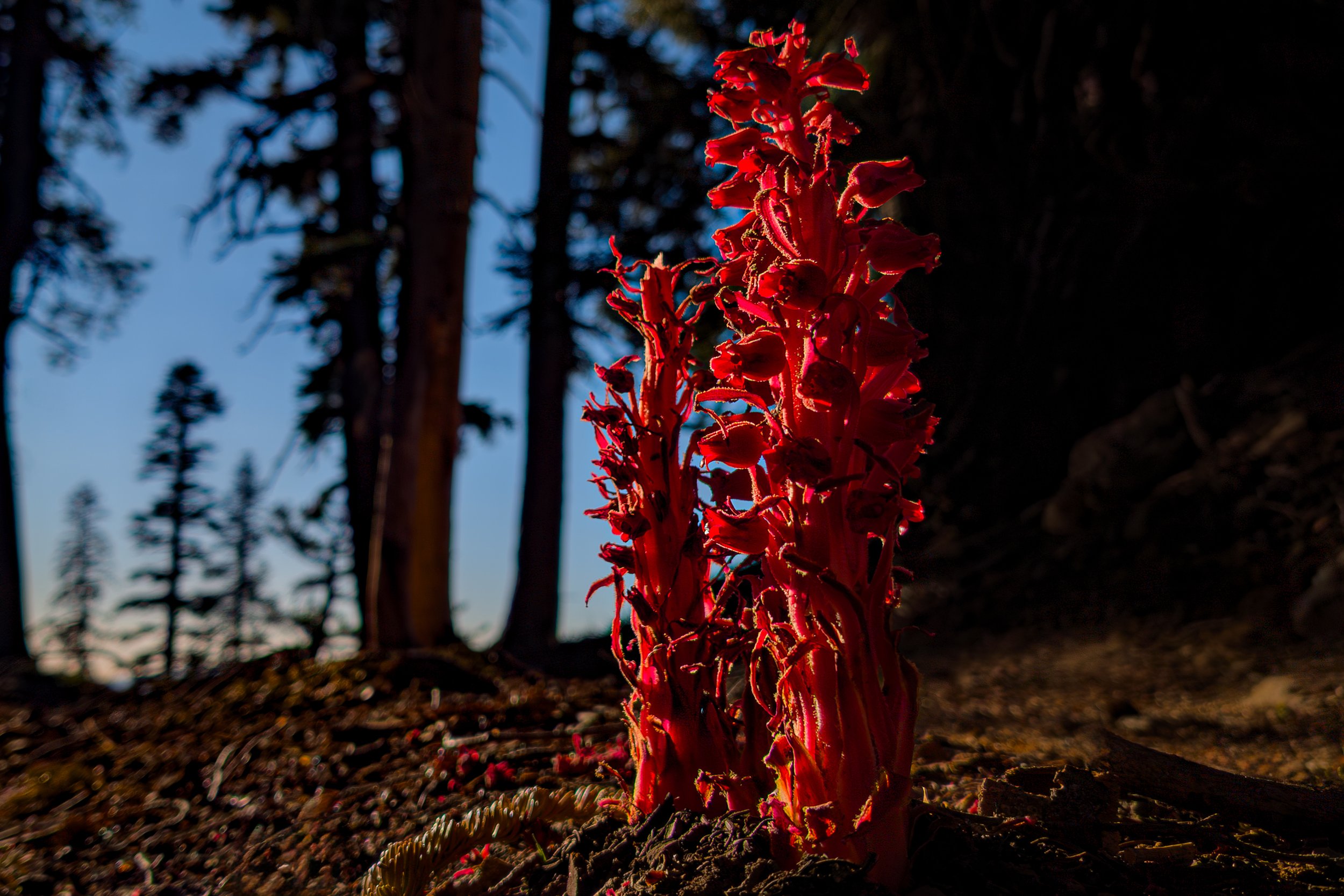 snow plant after high pass soft.jpg
