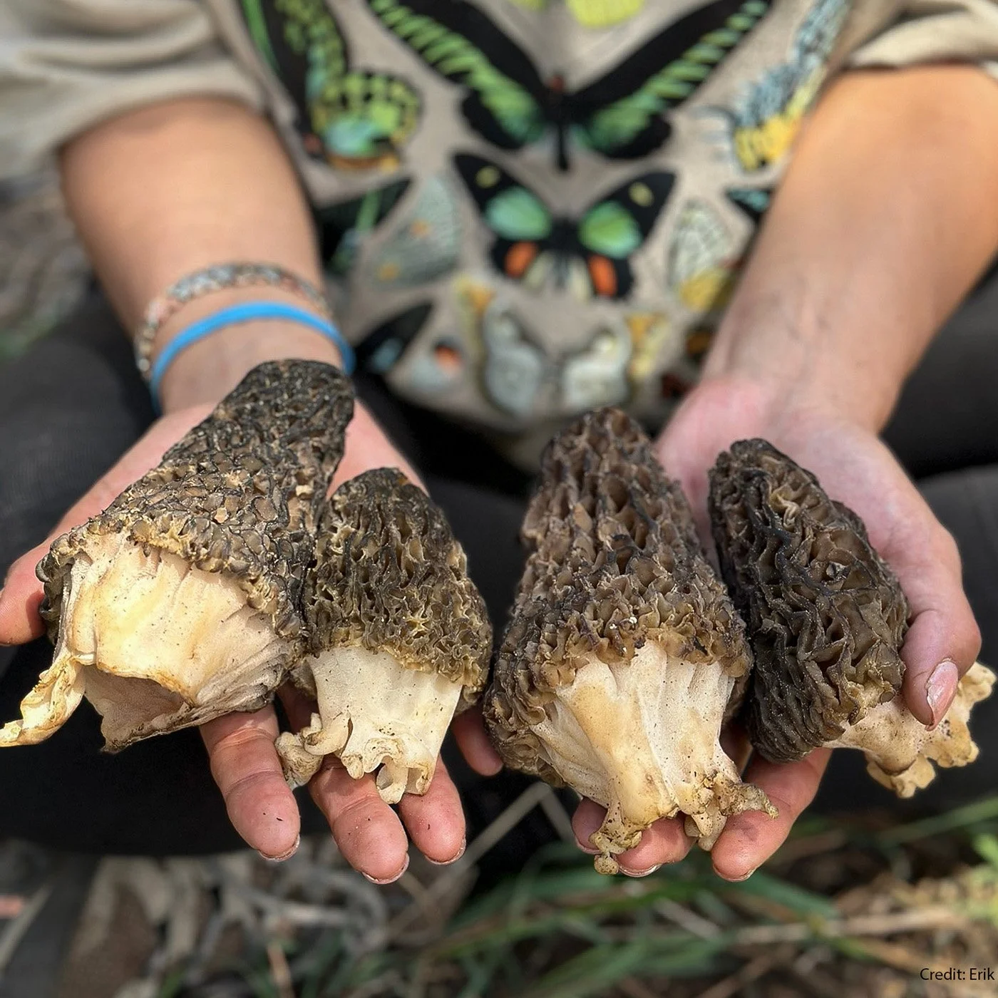 Morels+in+girl+hands under 500k.jpg