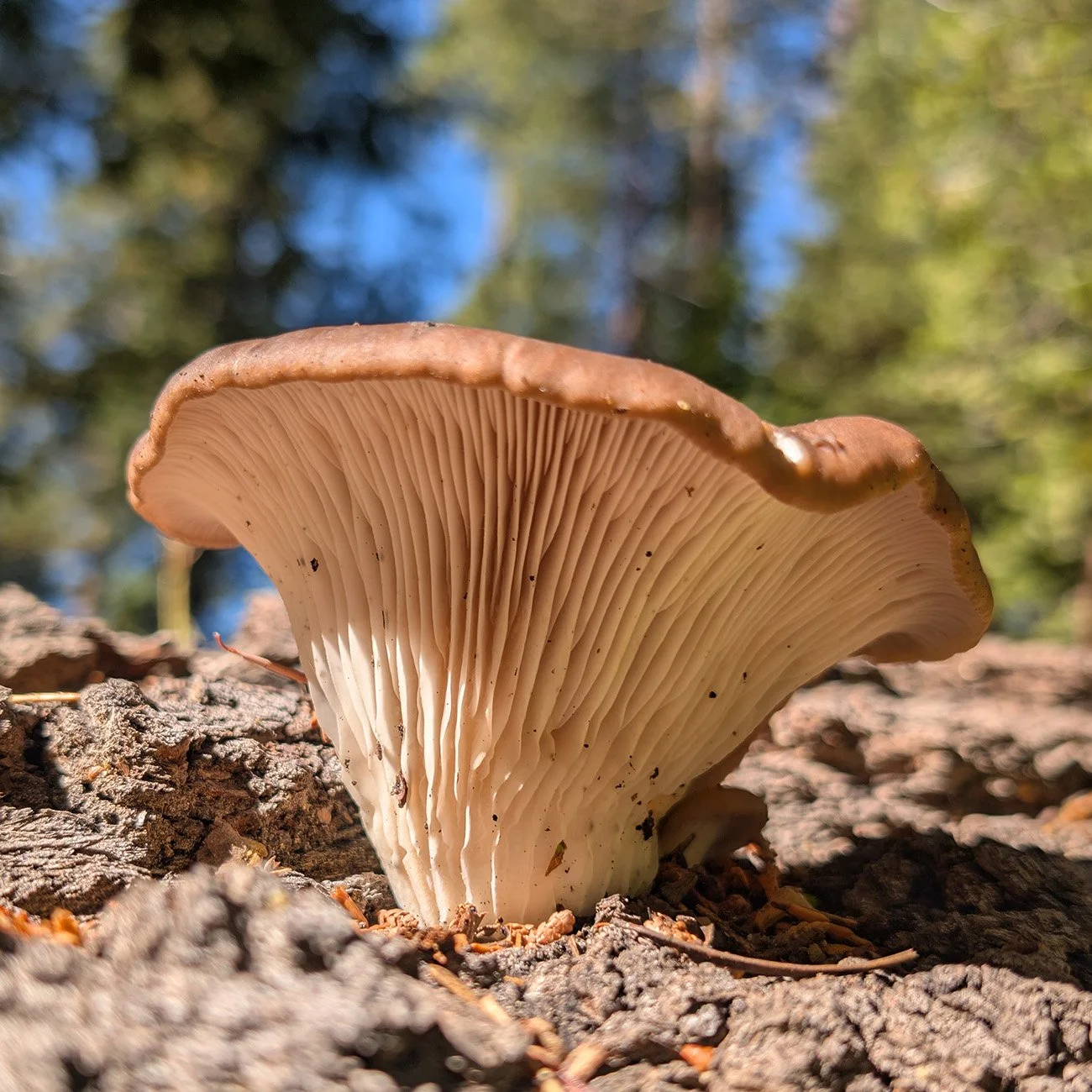 Close-up of an oyster mushroom growing on a fallen tree with a blurred background of trees and sky.