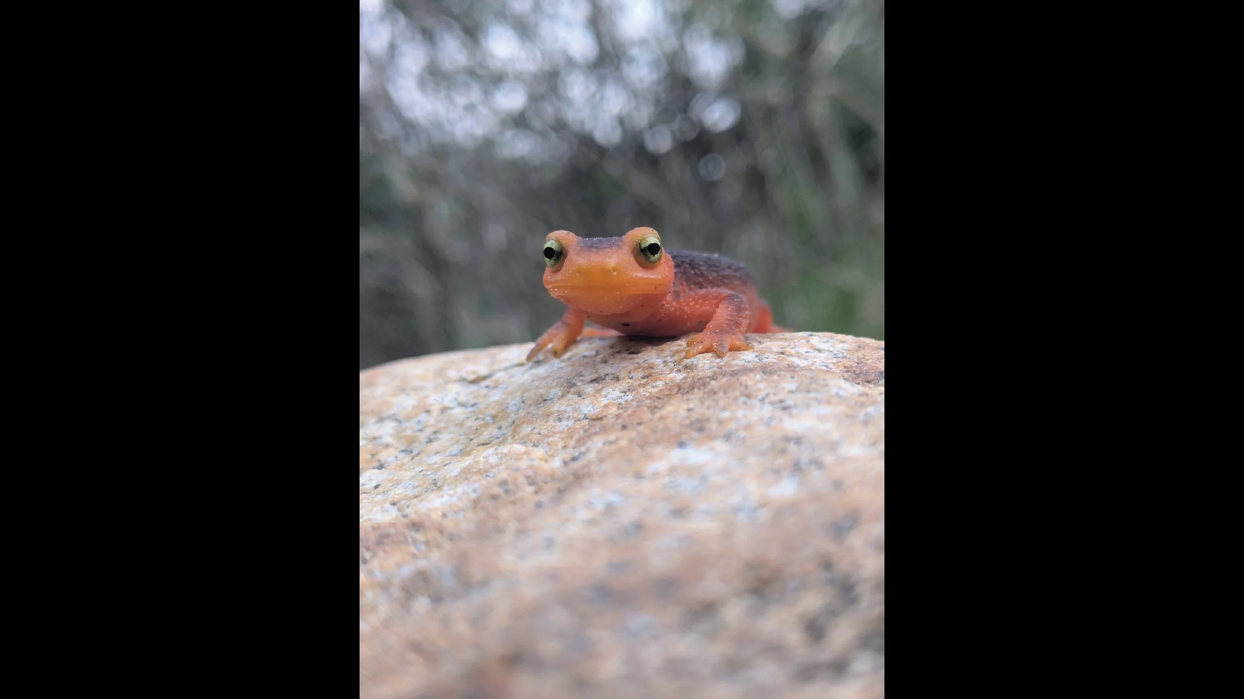 sierra newt 16x9.jpg