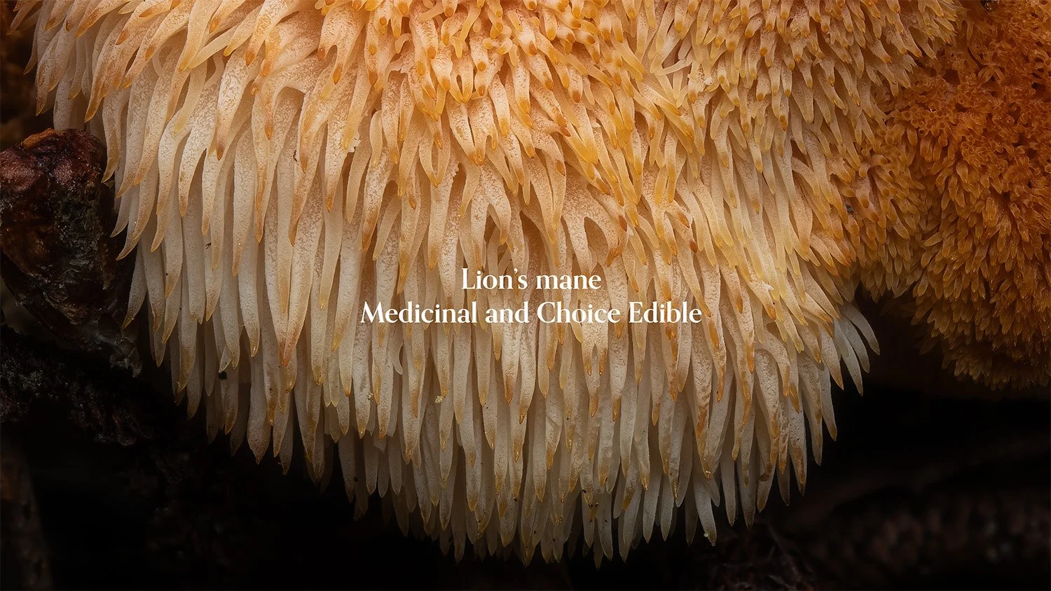 Close-up of a lion's mane mushroom with spiky, cream-colored and orange hairs. Text overlay reads 'Lion's mane Medicinal and Choice Edible'.