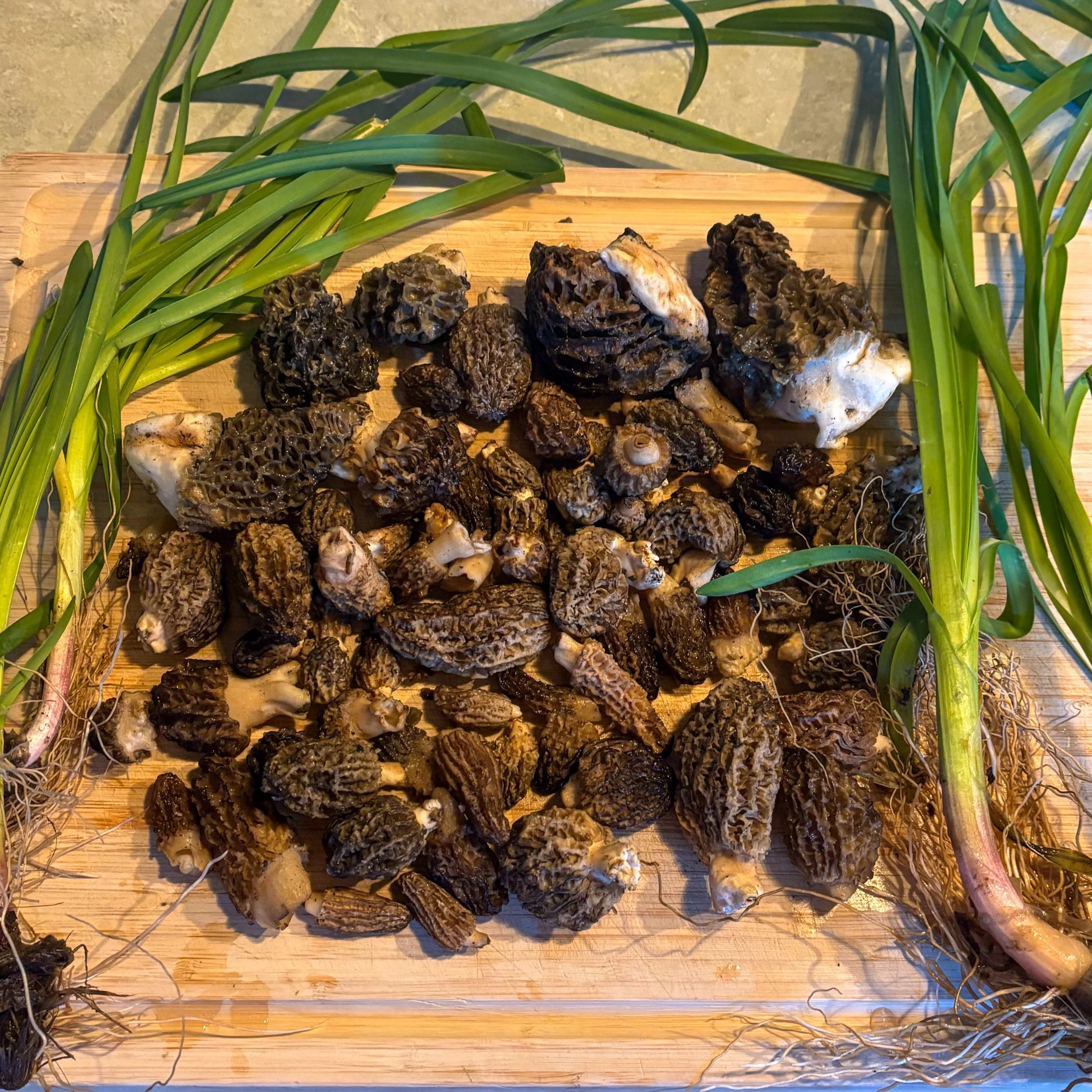 morel kitchen shot.jpg