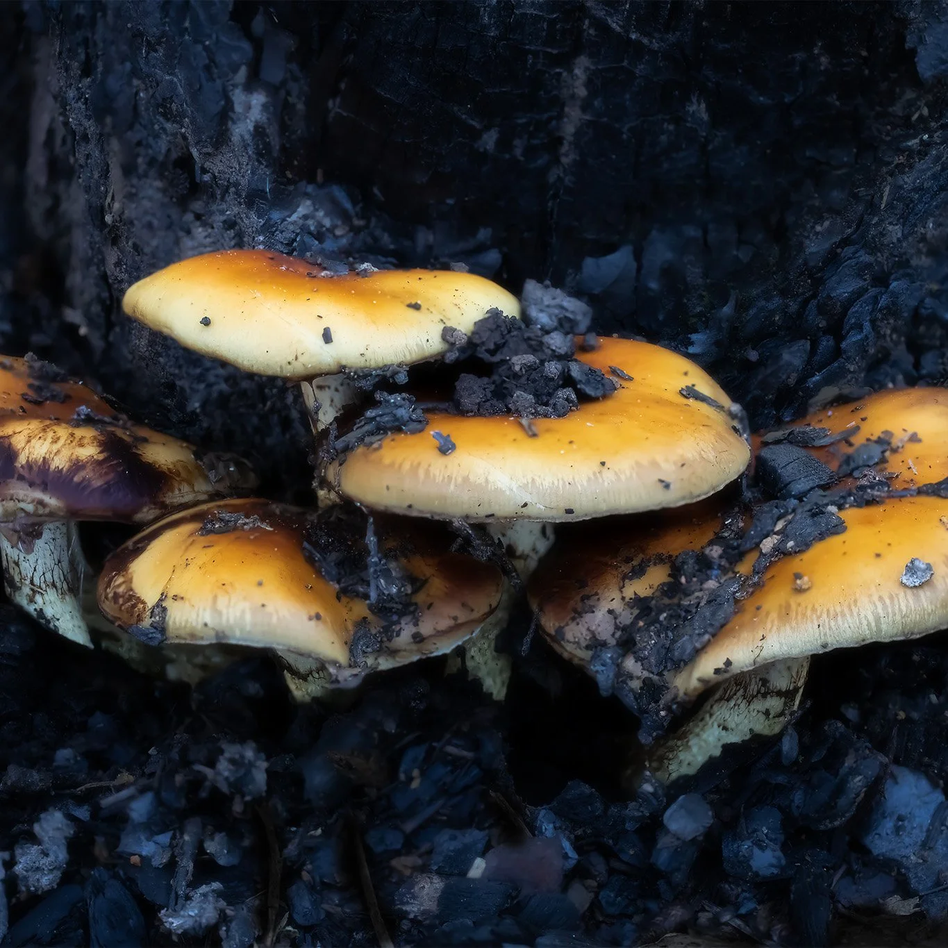 Group of yellowish-orange Sulfur Tuft mushrooms growing out of the ashes of a dark forest floor burned by a forest fire.