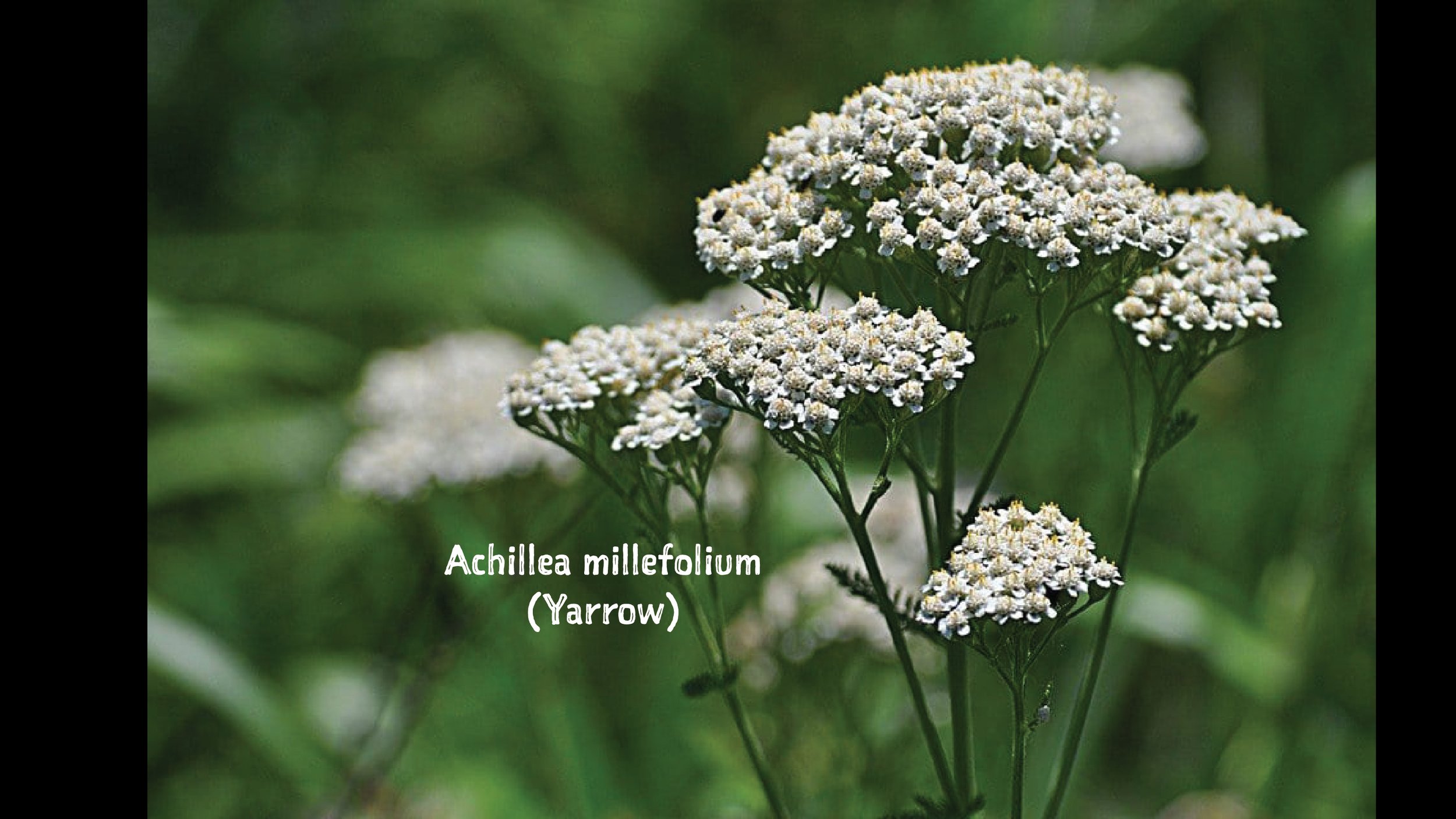 yarrow 16x9 with type.jpg