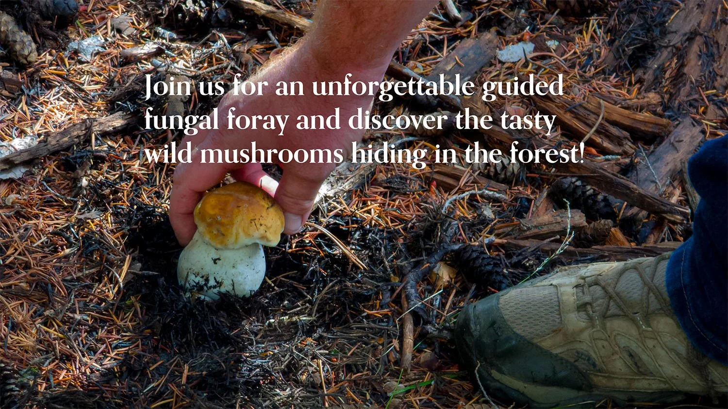 Person picking wild Porcini in forest with pine needles on ground, wearing hiking shoes and blue jeans, text overlay promoting a guided mushroom foray event.