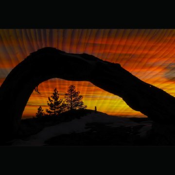 Sunset over a landscape with a large silhouette of a curved tree arching over the scene, silhouetted against an orange and red sky. with trees in the background.