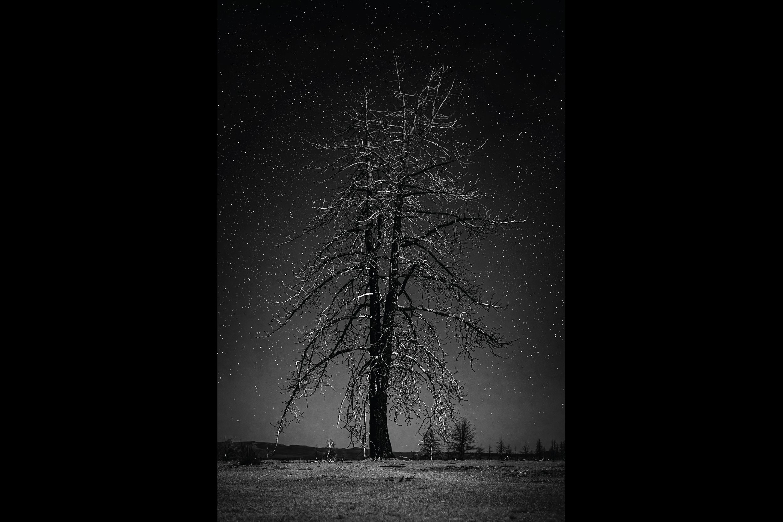 mono tree 3x2.jpg