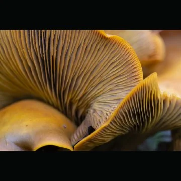 Close-up of yellow Jack o Lantern mushrooms showing gills underneath the cap.