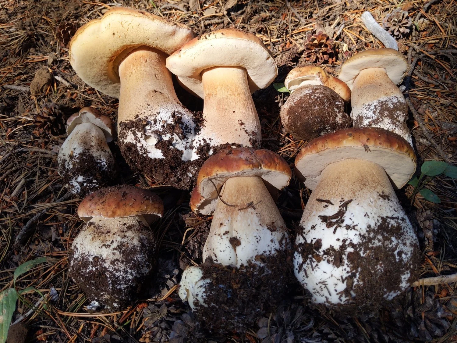 Wild Dried Porcini (King Bolete)