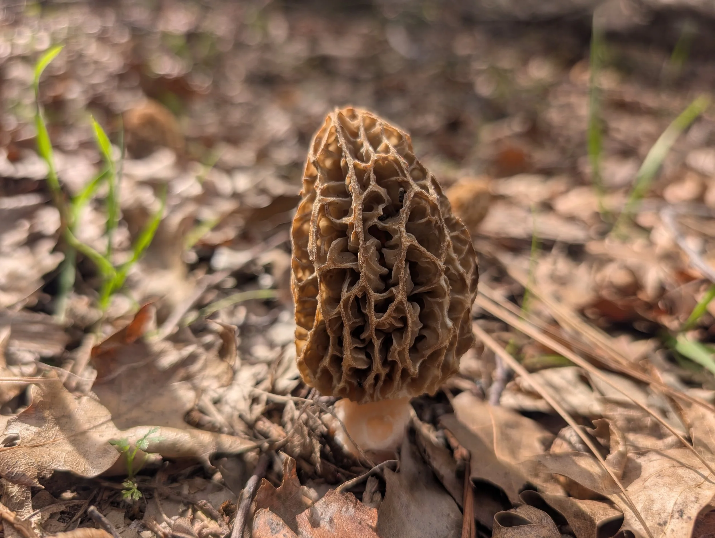 An image of a yellow morel which is the first of the 2026 season