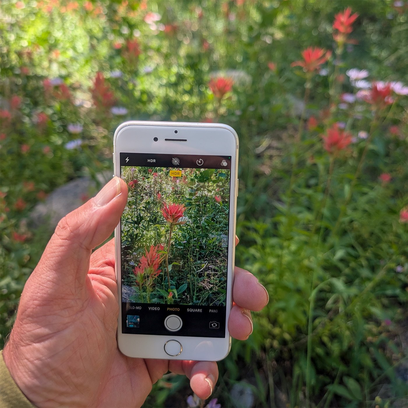 Smartphone Nature Photo Classes: | Weekends August & September 2026