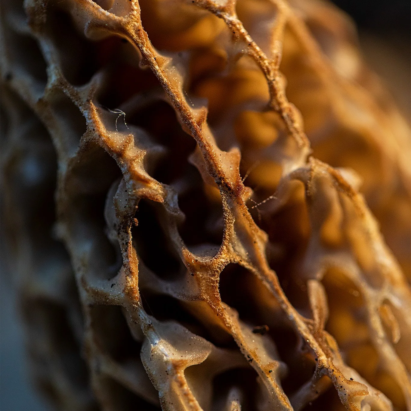 Close-up of a brown, textured, and porous Morel mushroom, with intricate patterns and edges.