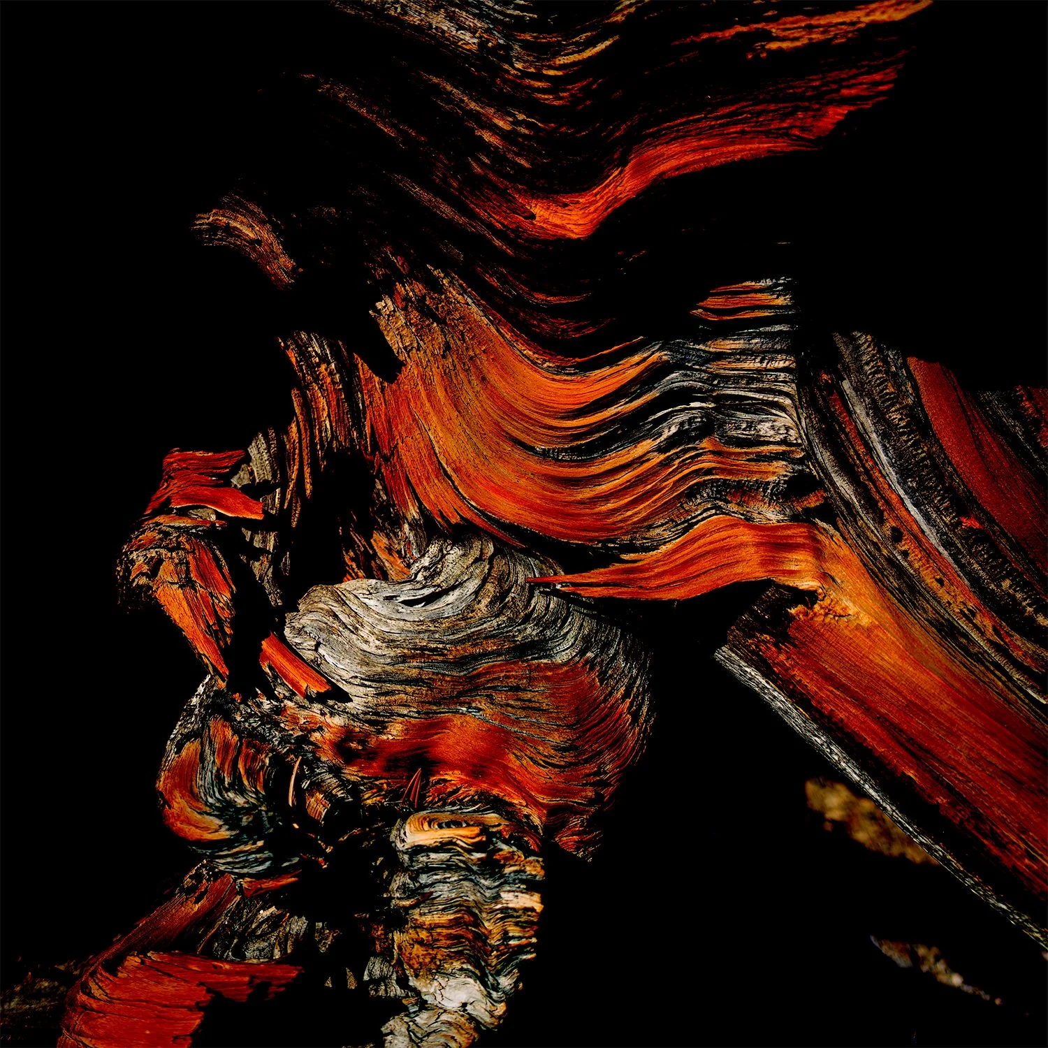 bristlecone color burn 1x1.jpg