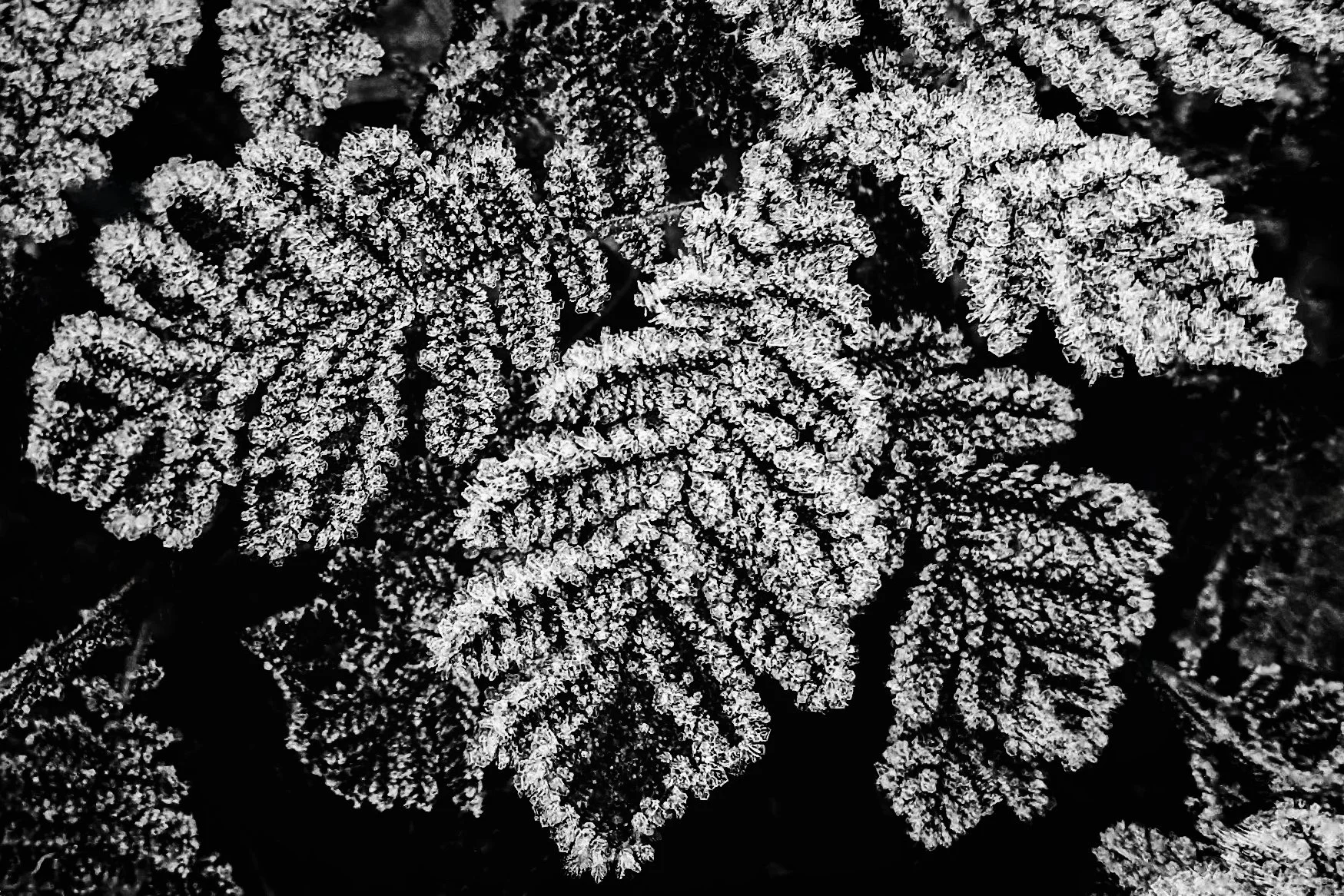 frozen misery after high pass soft.jpg