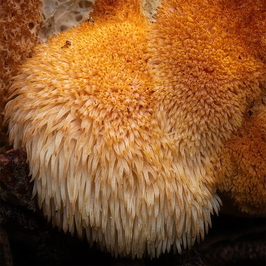 Close-up of orange and beige Lion's Mane with numerous tentacles (teeth).