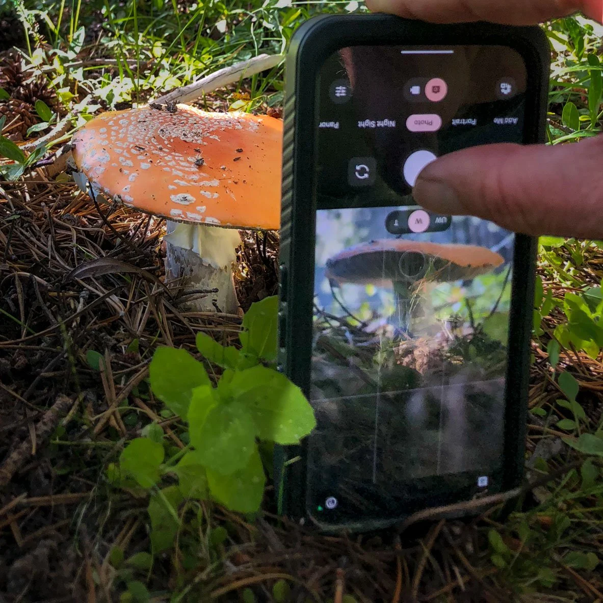 Amanita.jpg