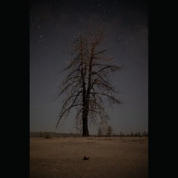 An astrophotgraphy picture of a lone, leafless tree standing in a field at night under a starry sky.