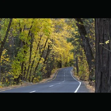 A winding two-lane road through Yosemite National Park with yellow and green leaves, under a canopy of trees.