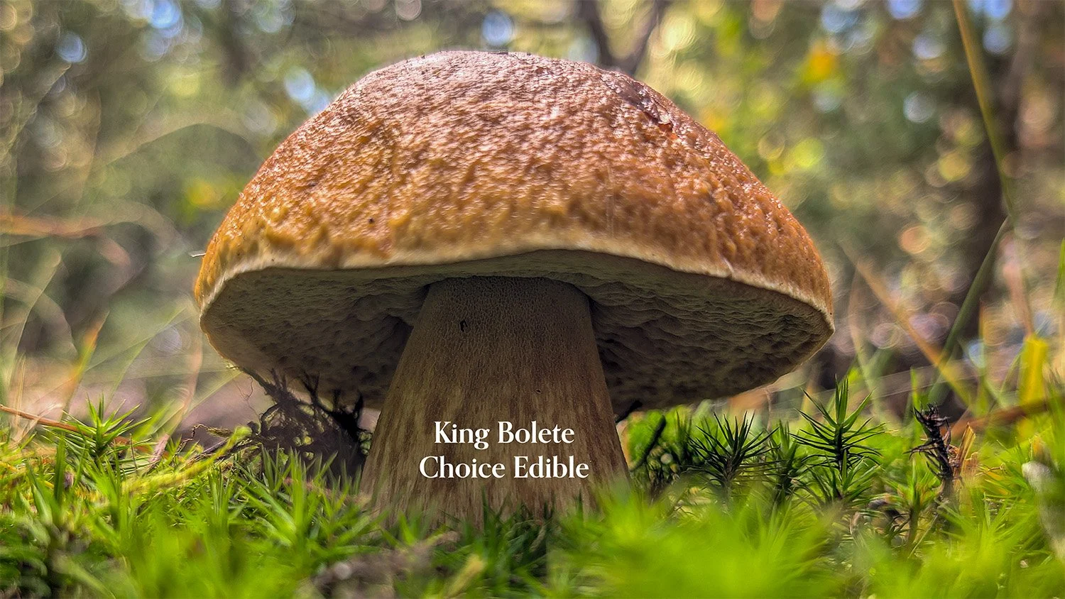 Close-up of a brown King Bolete mushroom growing on the forest floor with green moss and grass around it, and a blurred background of trees. The text overlay reads "King Bolete Choice Edible."