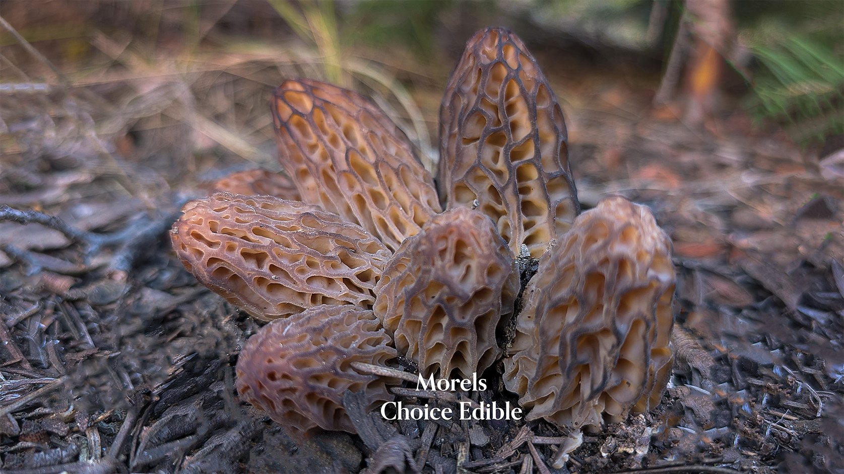 Close-up of a group of morels, a honeycomb-like object with intricate, irregular openings and a textured surface in shades of brown and tan.