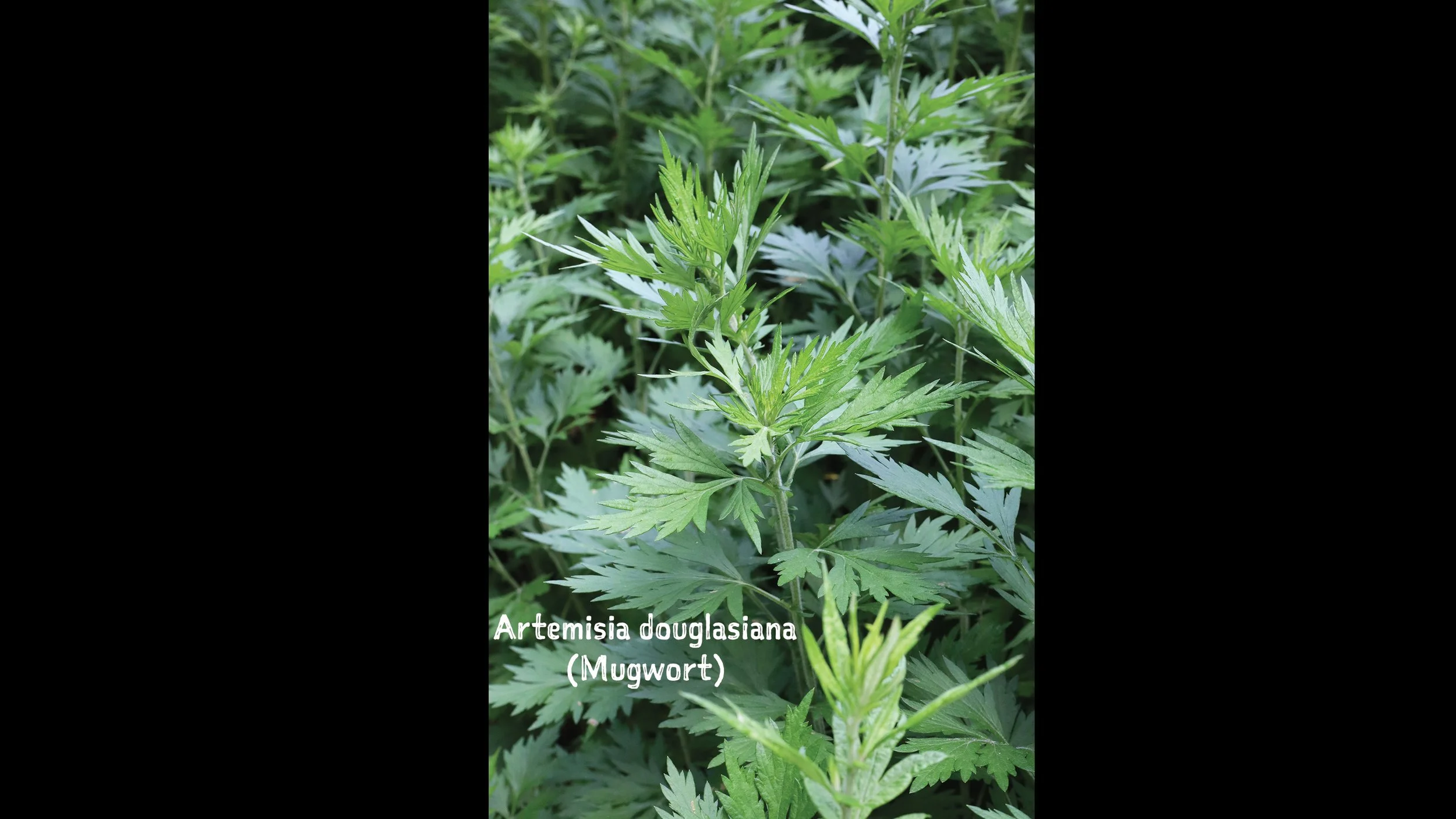mugwort 16x9 with type.jpg