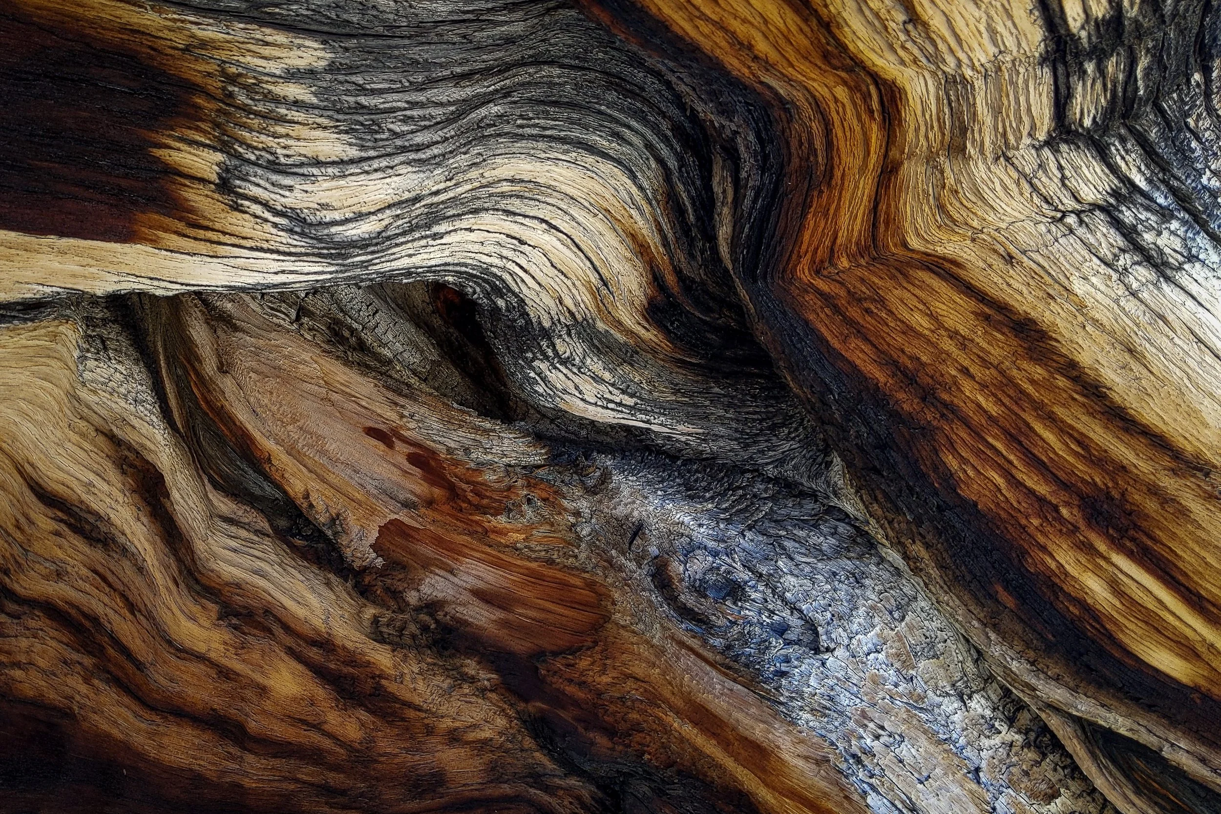 Bristlecone bark after high pass soft.jpg