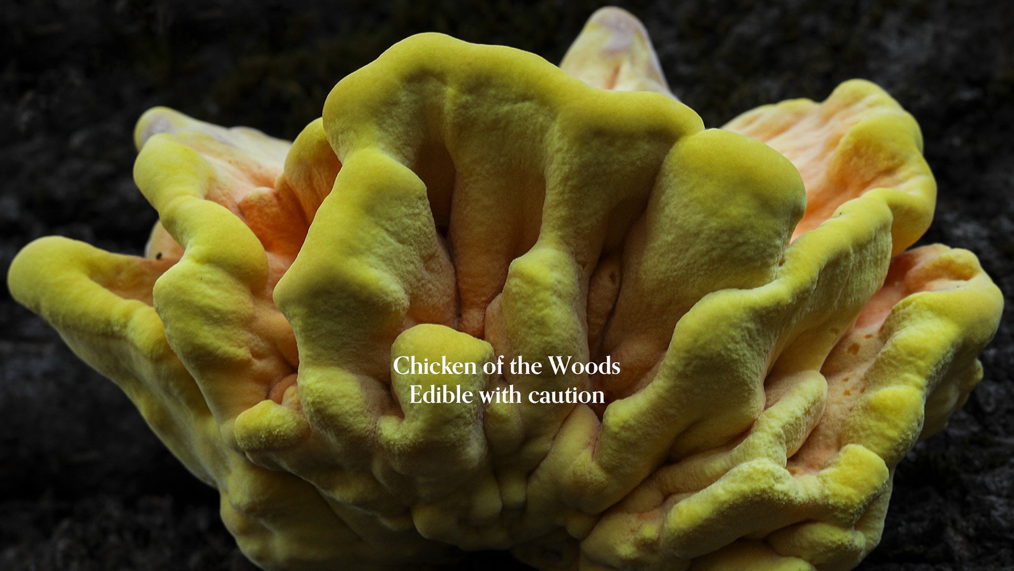 Close-up of a yellow and peach-colored Chicken of the Woods fungi with a wrinkled, irregular shape on dark oak stump.