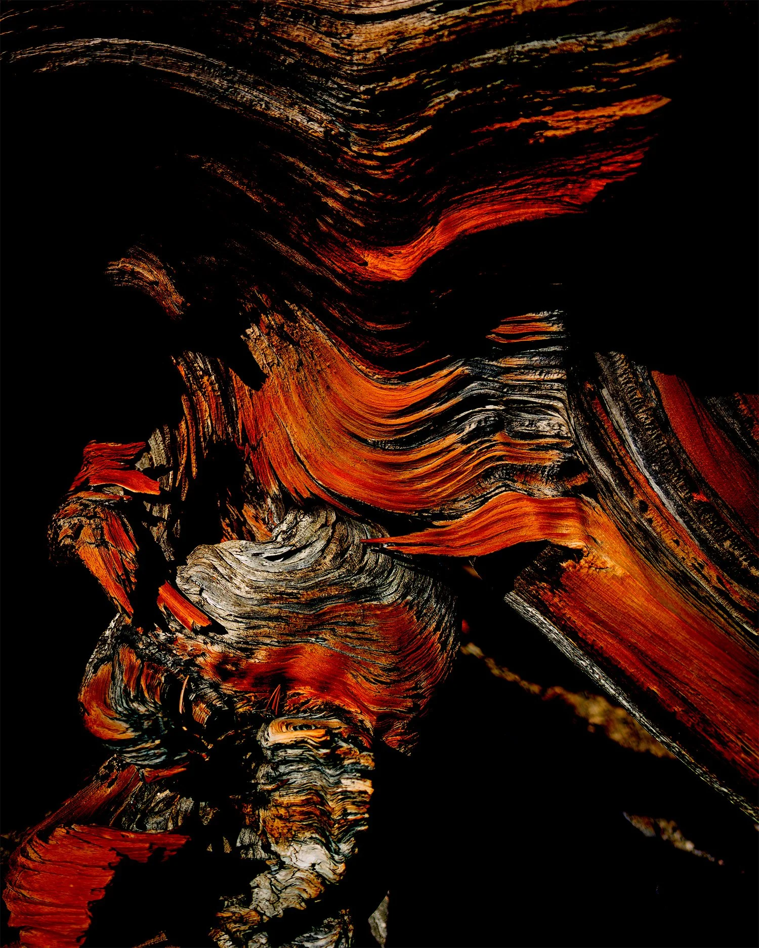 Ancient bristlecone pine with textured bark and deep red tones created by a color burn filter