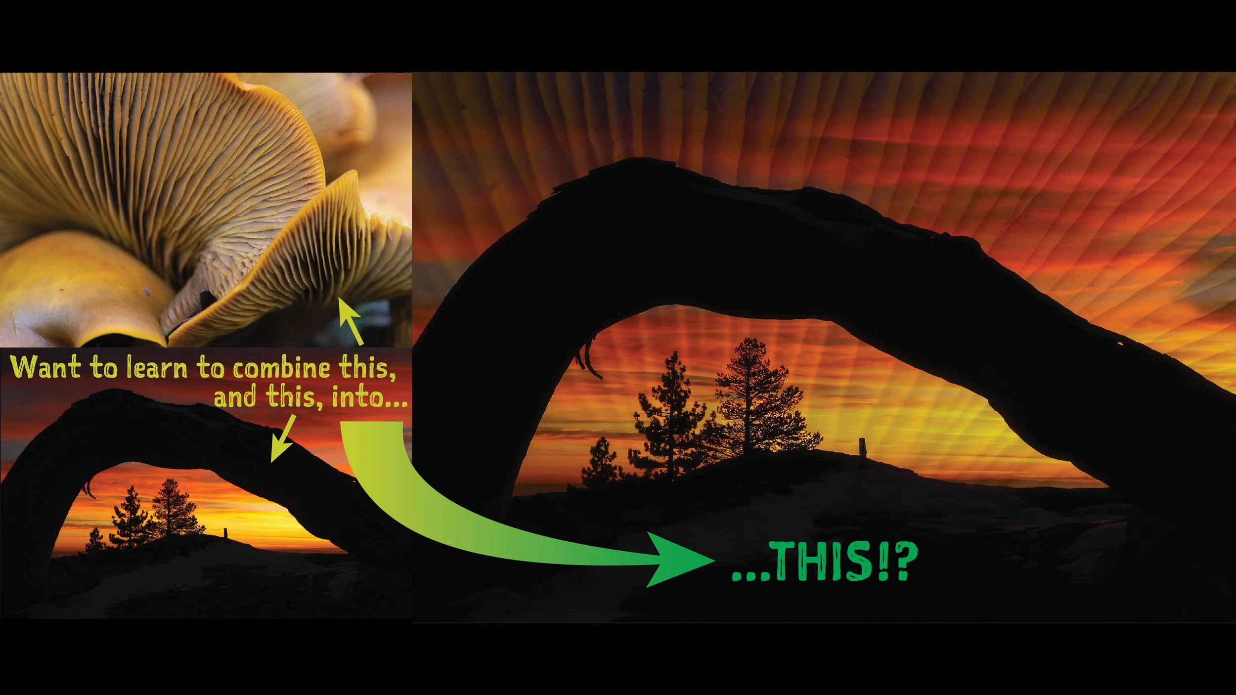 Sunset gills graphic with type.jpg