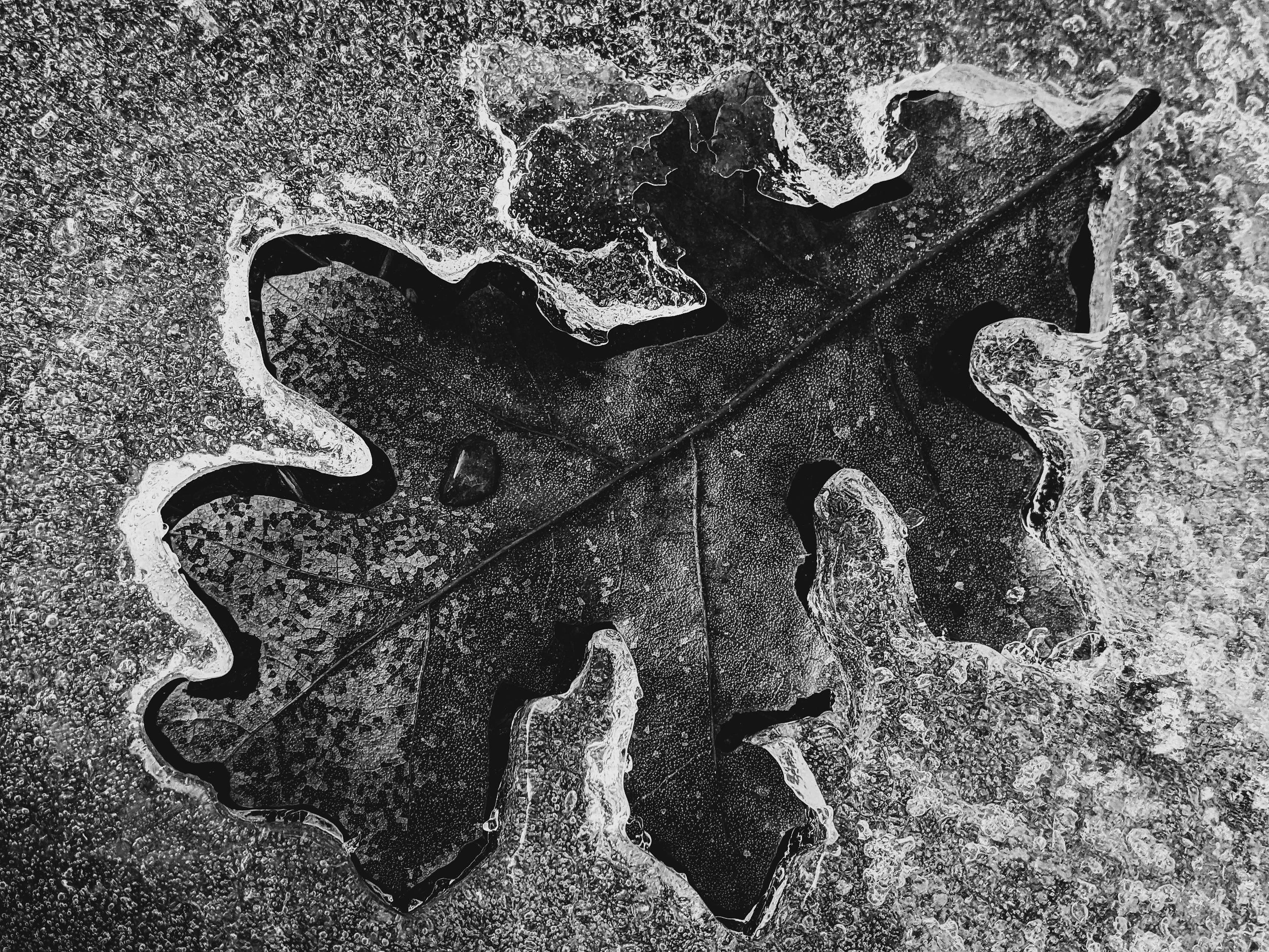 oak leaf ice after high pass soft.jpg
