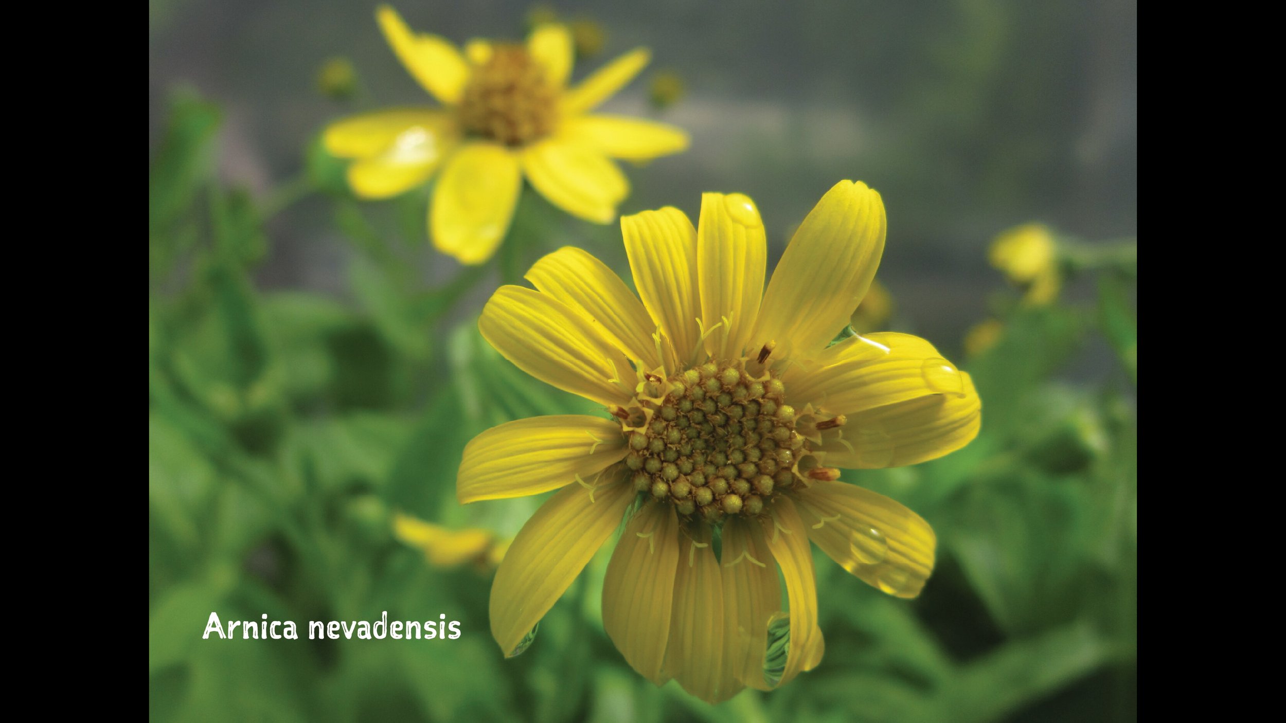 arnica 16x9 with type.jpg