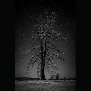 A edited black and white astrophotography picture of a lone, leafless tree standing in a field at night under a starry sky.