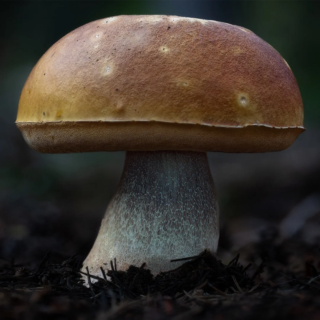 Close-up photograph of a King Bolete (Porcini) growing from dark soil.  The reticulation is light painted with a UV light