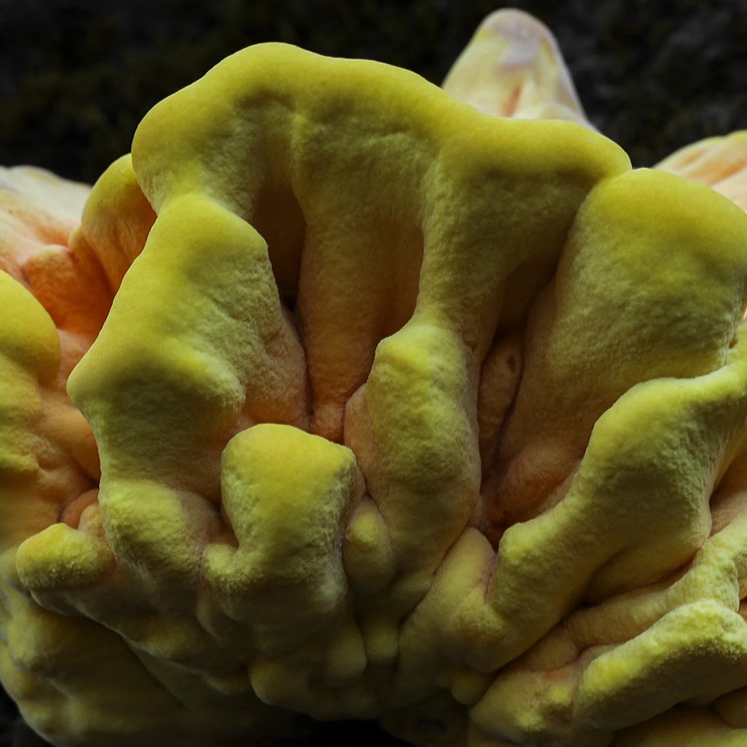 A close-up of a yellow and pink Chicken of the Woods fungi with ruffled, irregular edges on dark soil.