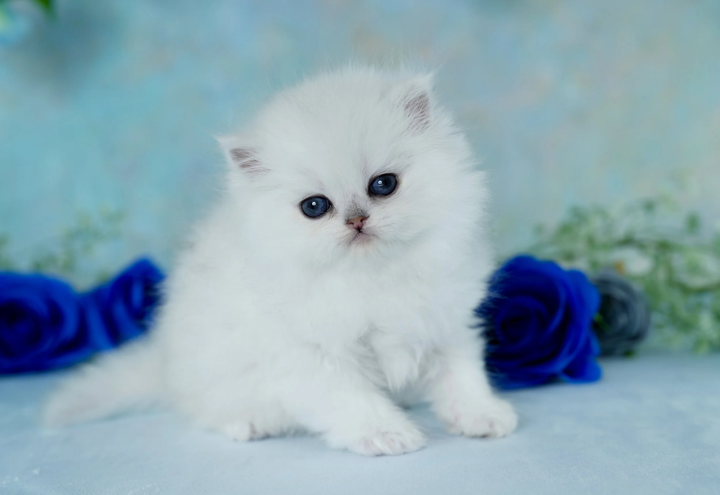 A fluffy white kitten with blue eyes sitting on a light surface with a blurred background and blue flowers.