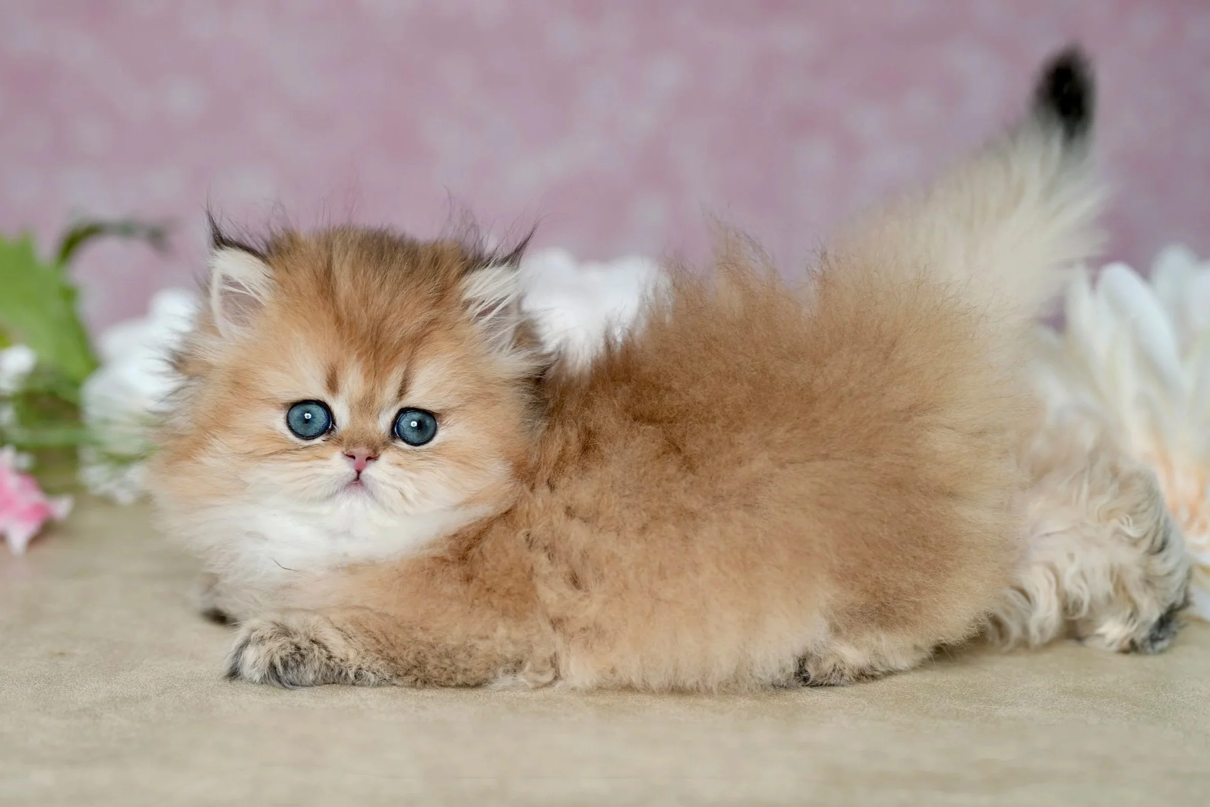 fluffy golden kitten with blue eyes