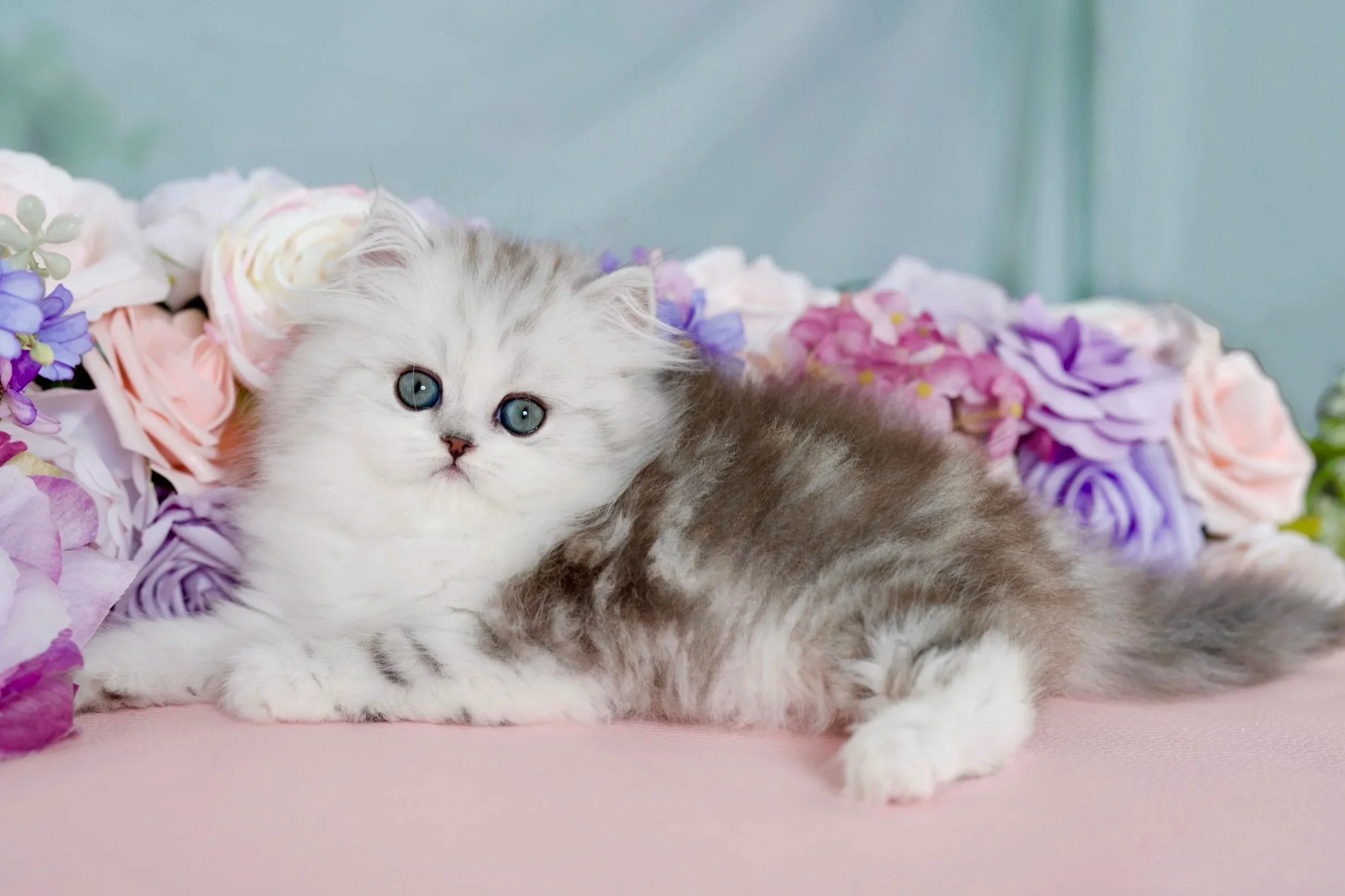 silver tabby and white fluffy kitten with blue eyes