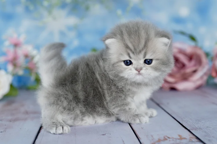 DreamDollPersians kitten health image