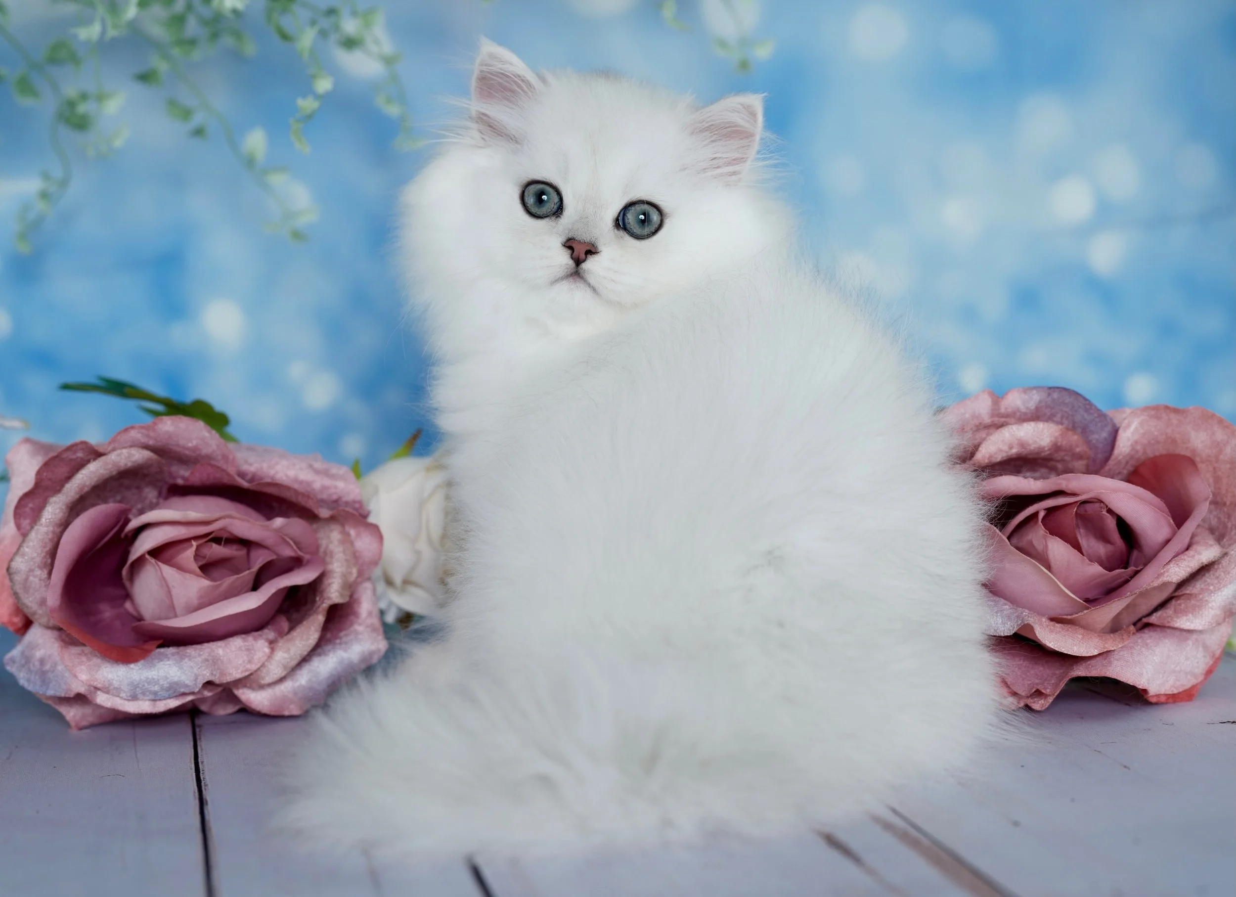 Chase- Reserved for Tina 