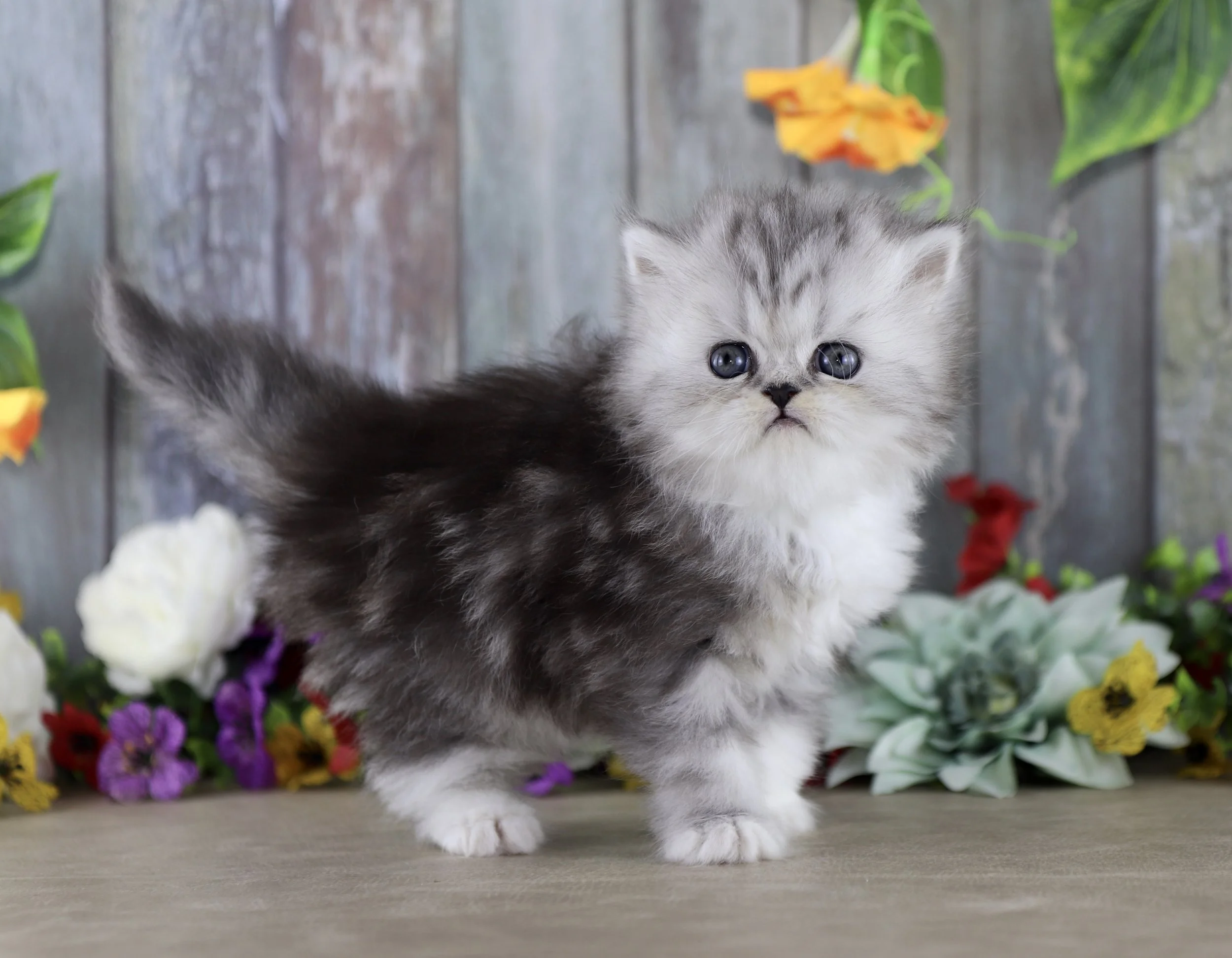 Mary Kate- Available 