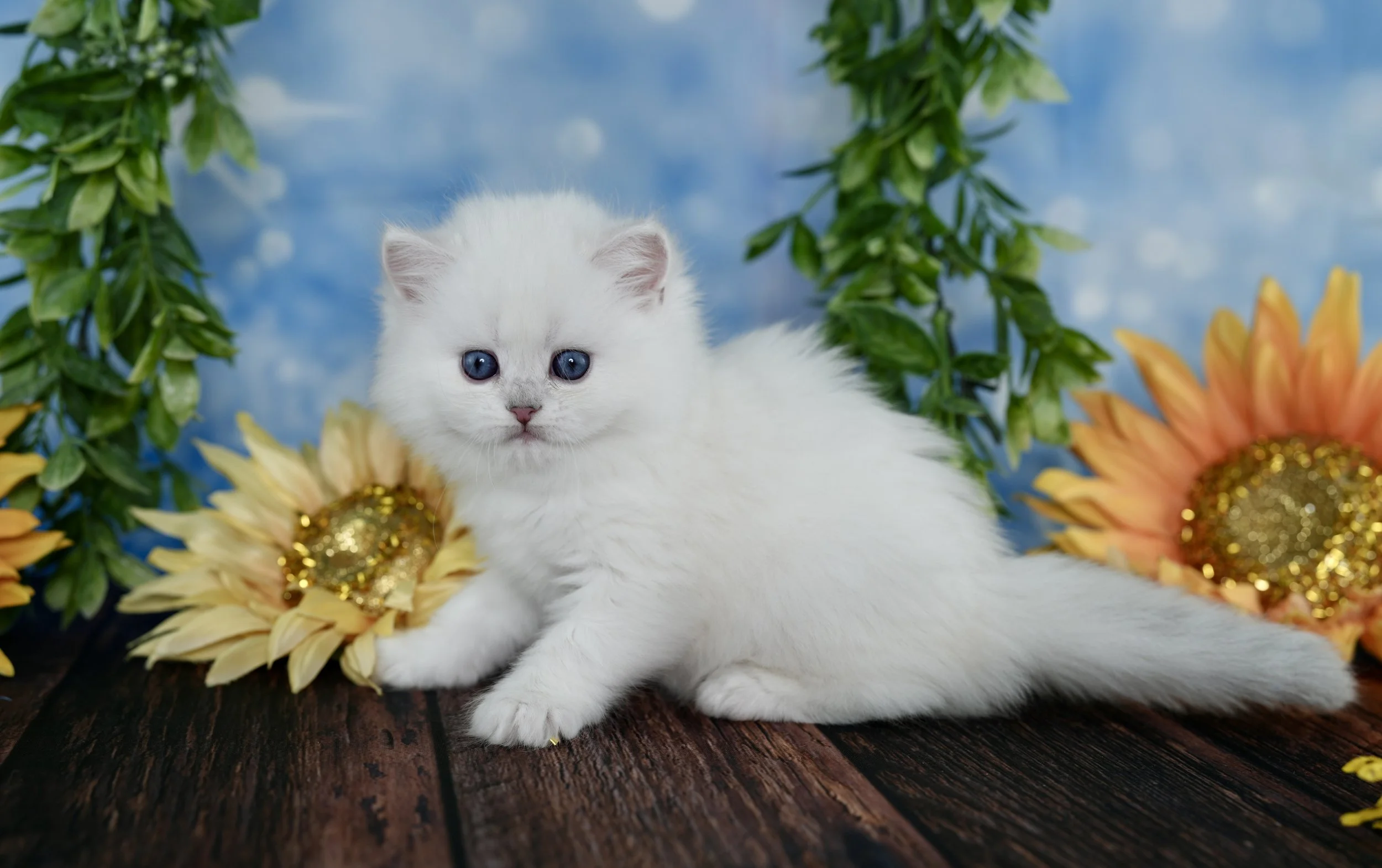 Persian Kittens for sale in California- What to expect from Dreamdoll Persians