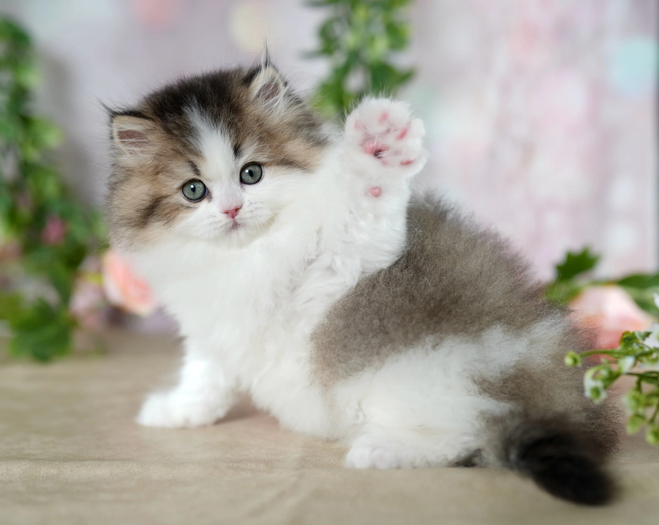 brown and white fluffy kitten waving to the camera