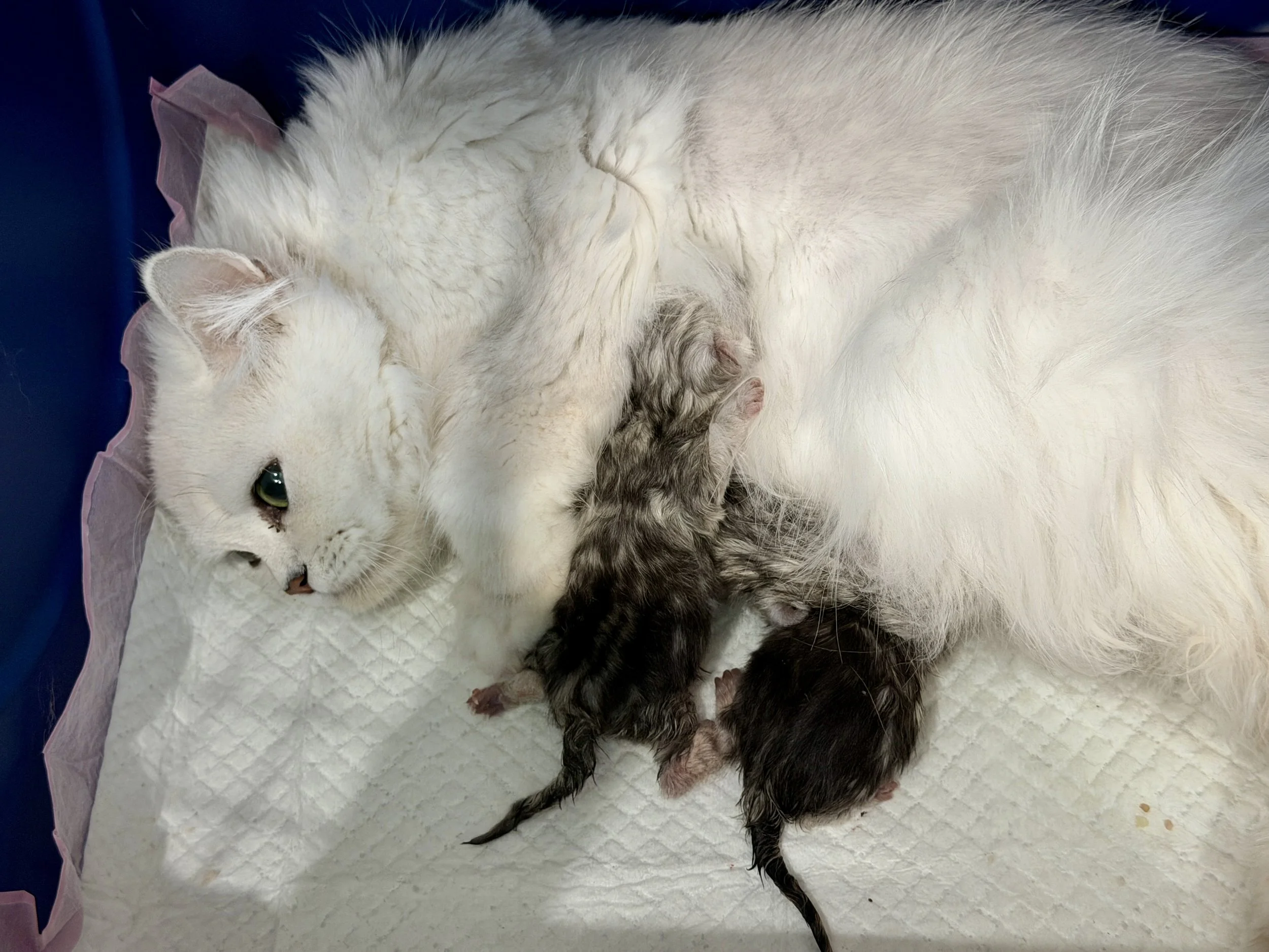 Persian Cat Births Usually Start After Midnight