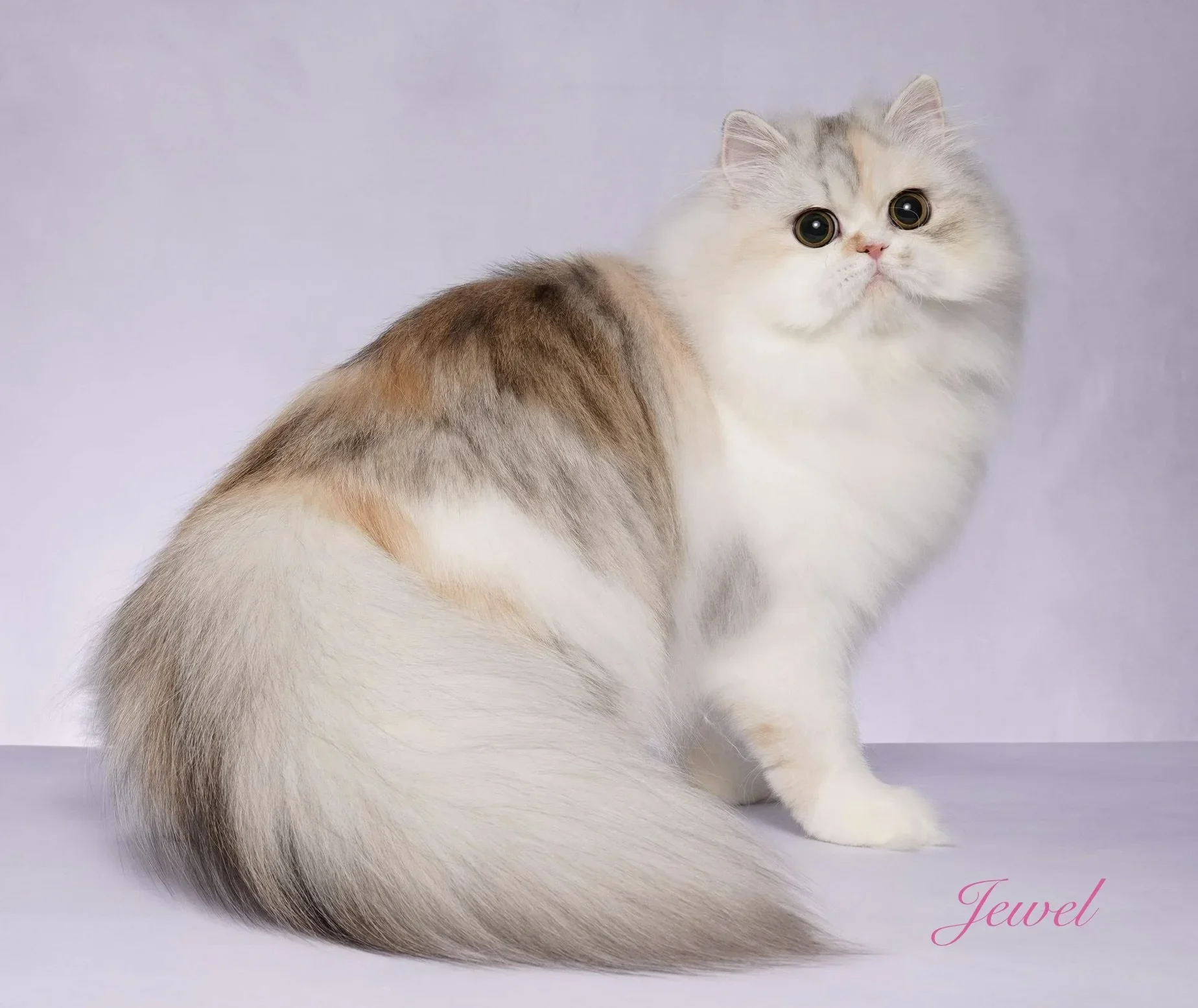 5 Ways Persian Cats Truly Stand Out From Other Breeds