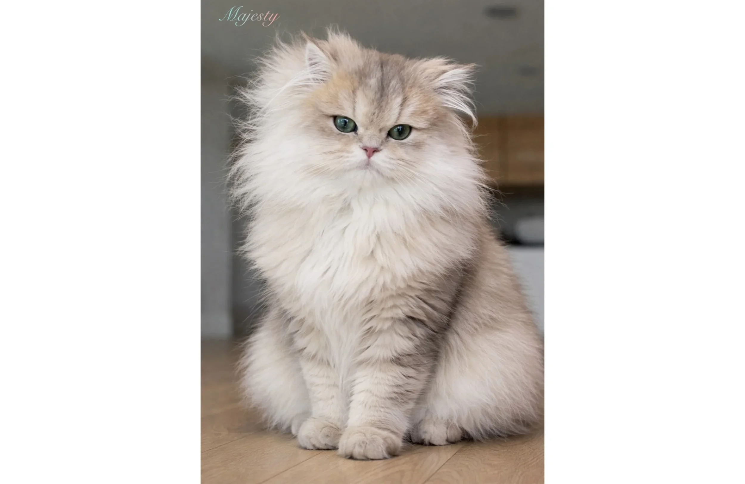 The 5-Minute Persian Kitten Routine That Every Owner Should Know!