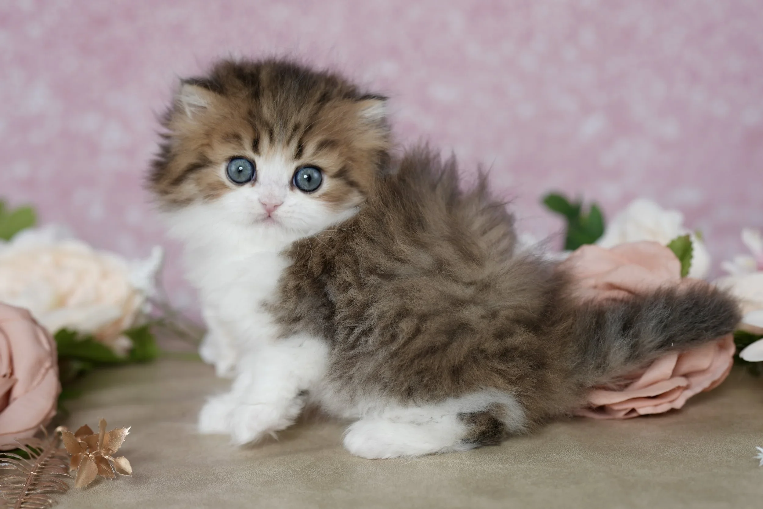 What Most People Get Wrong About Persian Kittens (From a Breeder’s Standpoint)