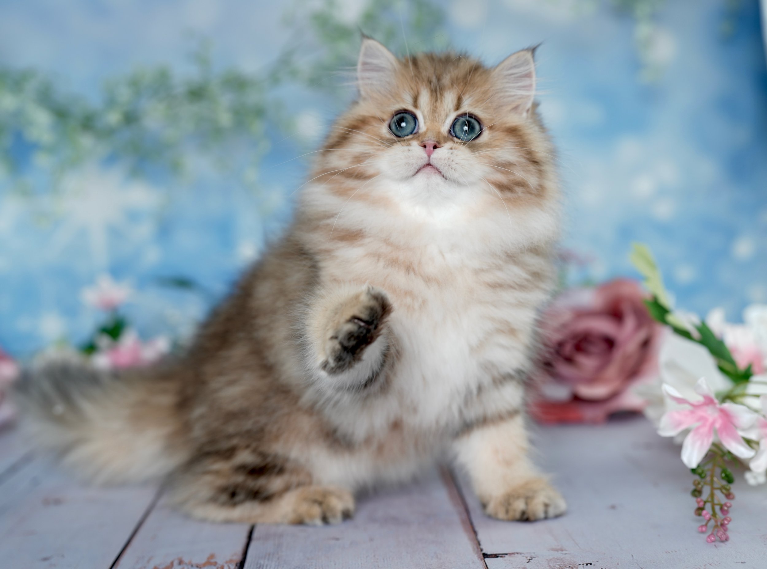 The Complete Guide to Grooming a Persian Cat (Without Overcomplicating It)