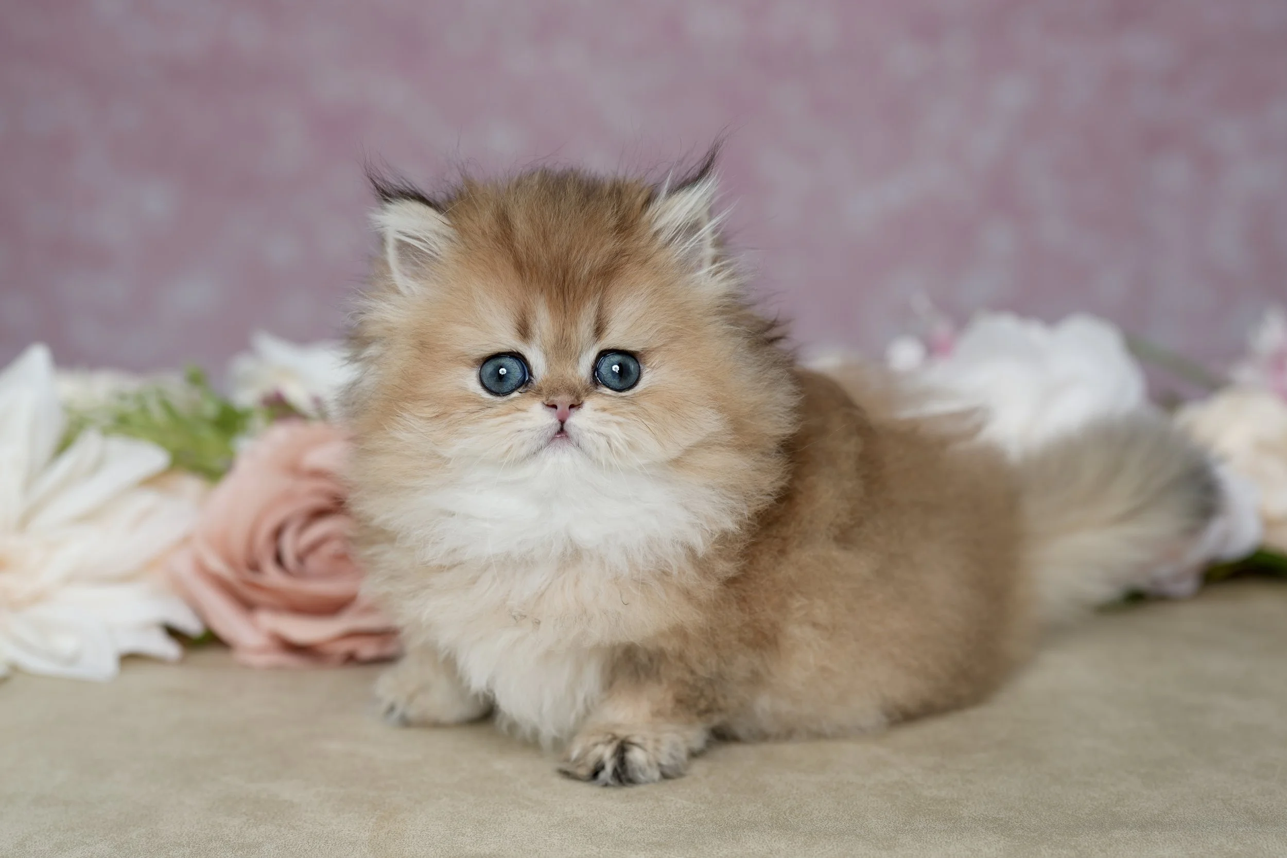 What to Feed a Persian Kitten (And the Mistakes Most Owners Make)