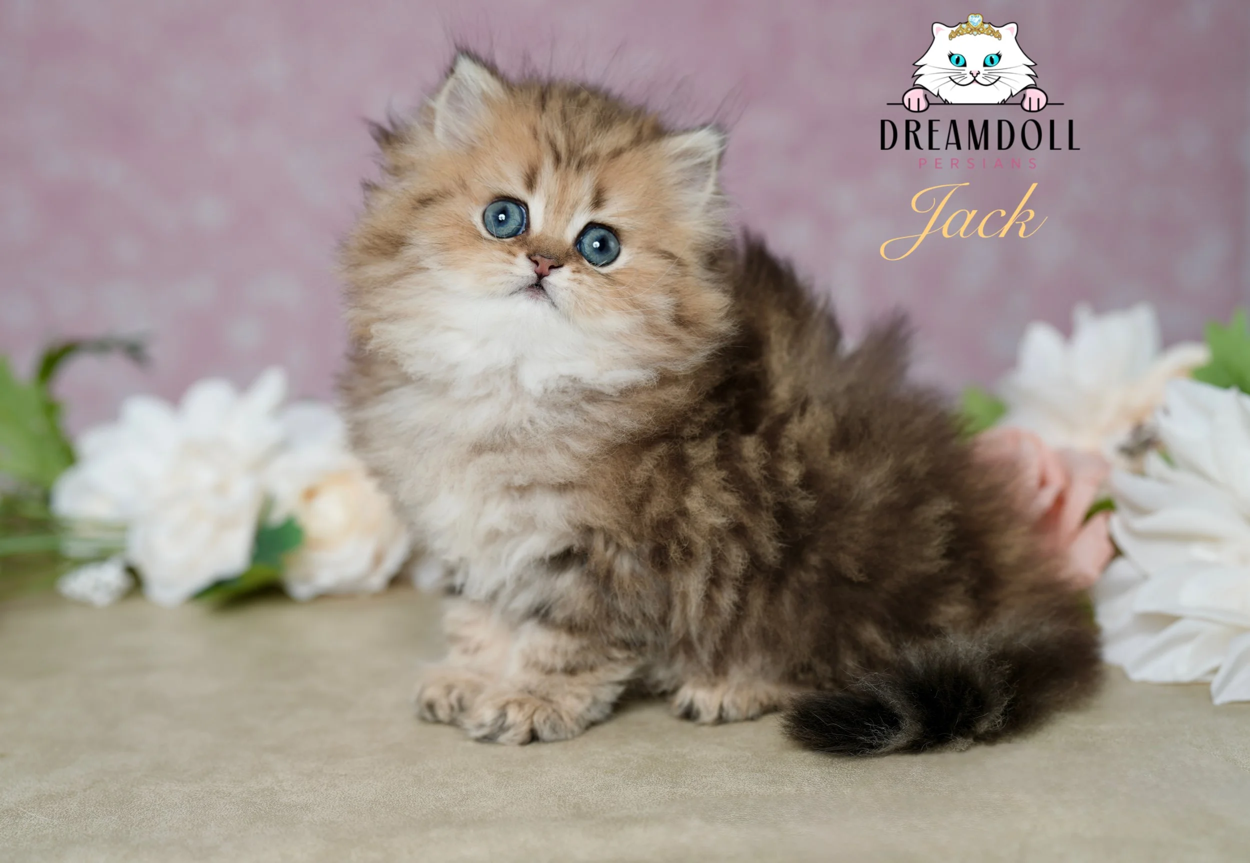 DREAMDOLL PERSIANS ~ JACK ~ AVAILABLE